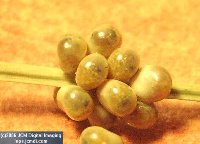 Coloradia velda (Velda Pine Moth) photos and rearing documentary JCMDI.COM