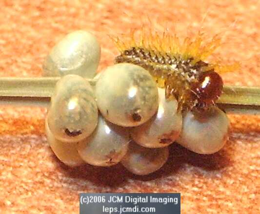 Coloradia velda (Velda Pine Moth) photos and rearing documentary JCMDI.COM