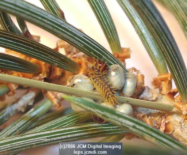 Coloradia velda (Velda Pine Moth) photos and rearing documentary JCMDI.COM