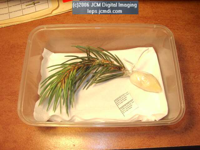 Coloradia velda (Velda Pine Moth) photos and rearing documentary JCMDI.COM