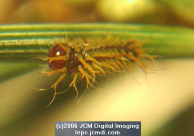 Coloradia velda (Velda Pine Moth) photos and rearing documentary JCMDI.COM