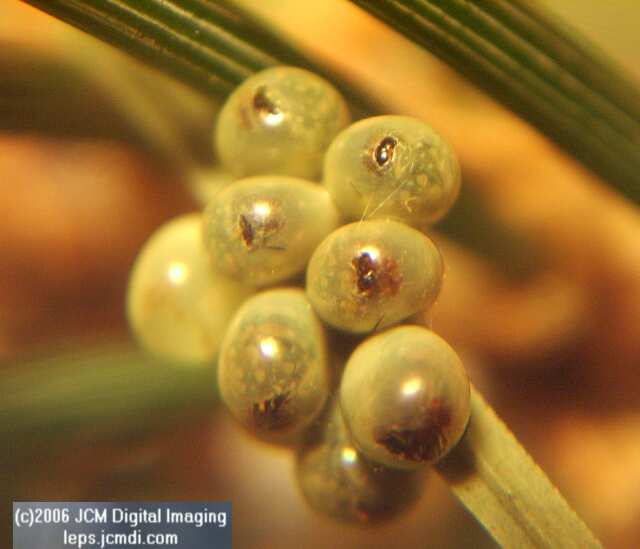 Coloradia velda (Velda Pine Moth) photos and rearing documentary JCMDI.COM