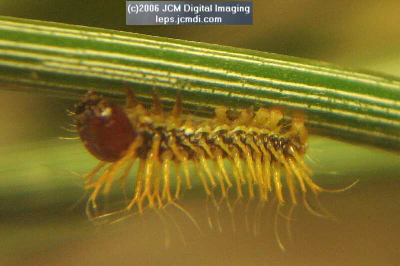 Coloradia velda (Velda Pine Moth) photos and rearing documentary JCMDI.COM