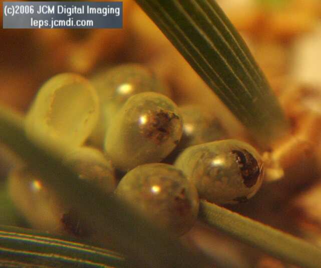 Coloradia velda (Velda Pine Moth) photos and rearing documentary JCMDI.COM