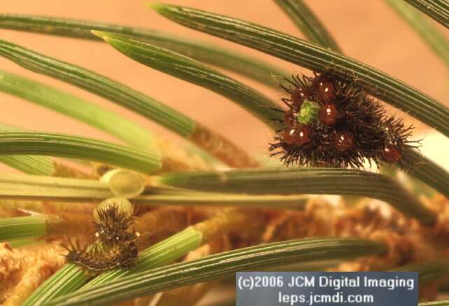 Coloradia velda (Velda Pine Moth) photos and rearing documentary JCMDI.COM