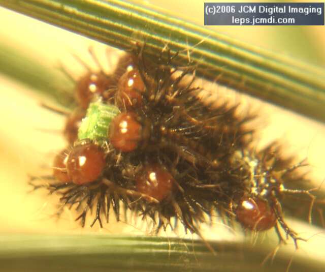 Coloradia velda (Velda Pine Moth) photos and rearing documentary JCMDI.COM