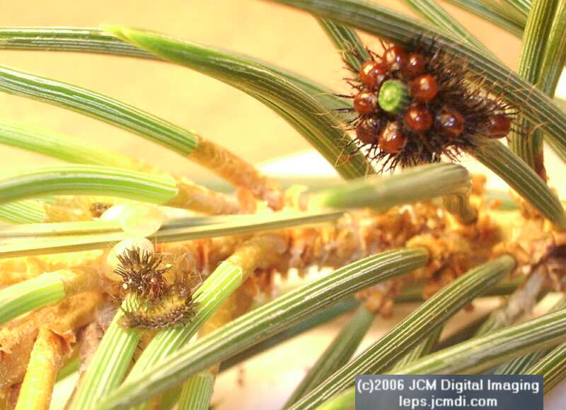 Coloradia velda (Velda Pine Moth) photos and rearing documentary JCMDI.COM