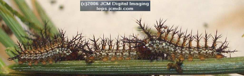 Coloradia velda (Velda Pine Moth) photos and rearing documentary JCMDI.COM