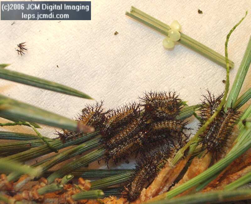 Coloradia velda (Velda Pine Moth) photos and rearing documentary JCMDI.COM