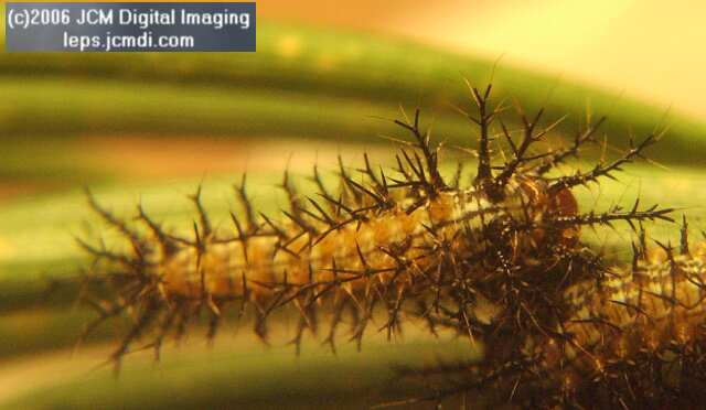 Coloradia velda (Velda Pine Moth) photos and rearing documentary JCMDI.COM