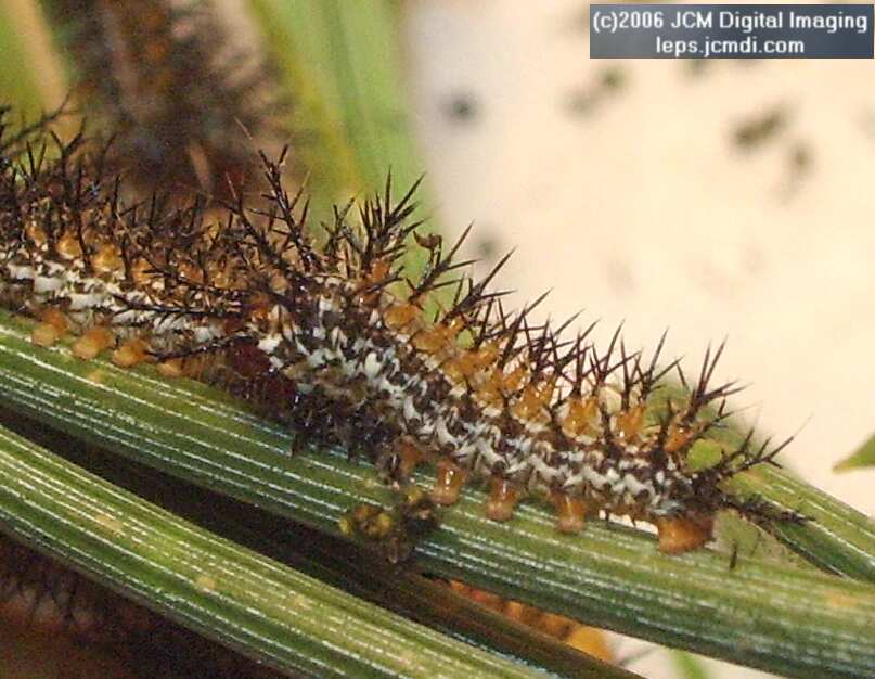 Coloradia velda (Velda Pine Moth) photos and rearing documentary JCMDI.COM