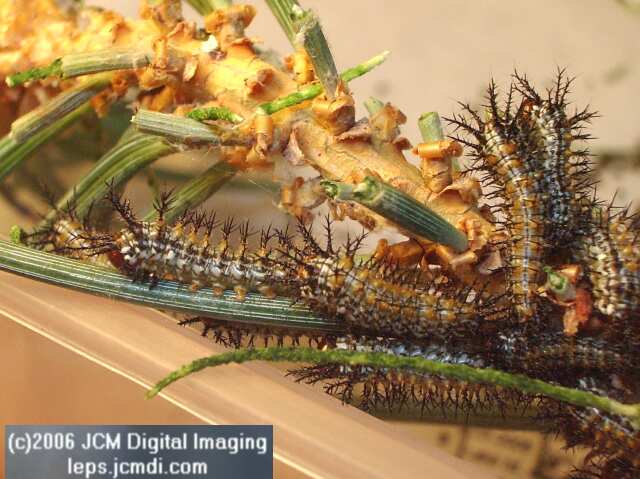 Coloradia velda (Velda Pine Moth) photos and rearing documentary JCMDI.COM