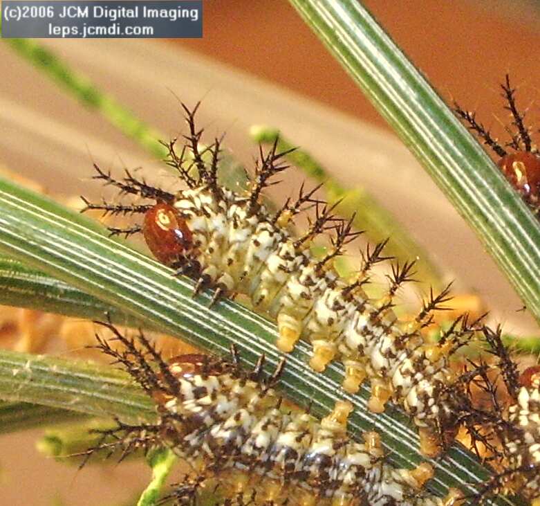 Coloradia velda (Velda Pine Moth) photos and rearing documentary JCMDI.COM