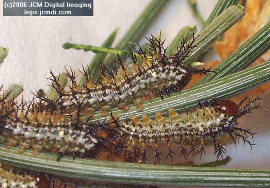 Coloradia velda (Velda Pine Moth) photos and rearing documentary JCMDI.COM