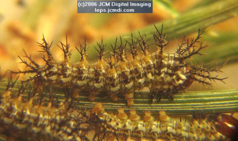 Coloradia velda (Velda Pine Moth) photos and rearing documentary JCMDI.COM