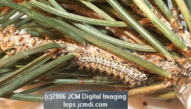Coloradia velda (Velda Pine Moth) photos and rearing documentary JCMDI.COM