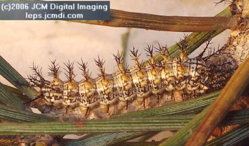 Coloradia velda (Velda Pine Moth) photos and rearing documentary JCMDI.COM