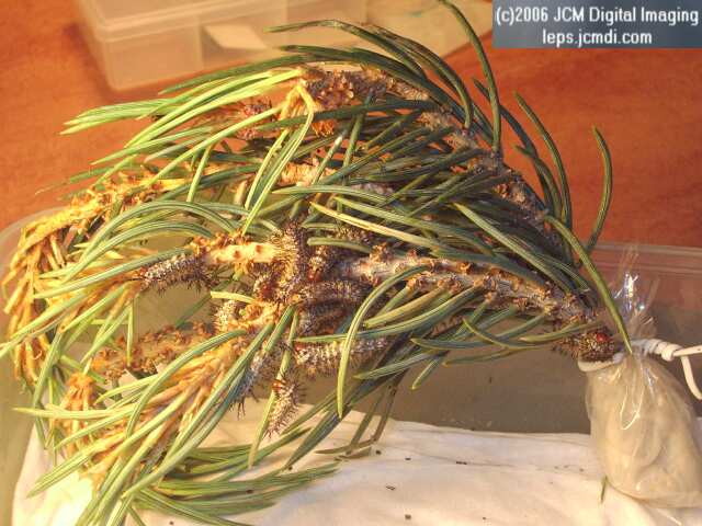 Coloradia velda (Velda Pine Moth) photos and rearing documentary JCMDI.COM