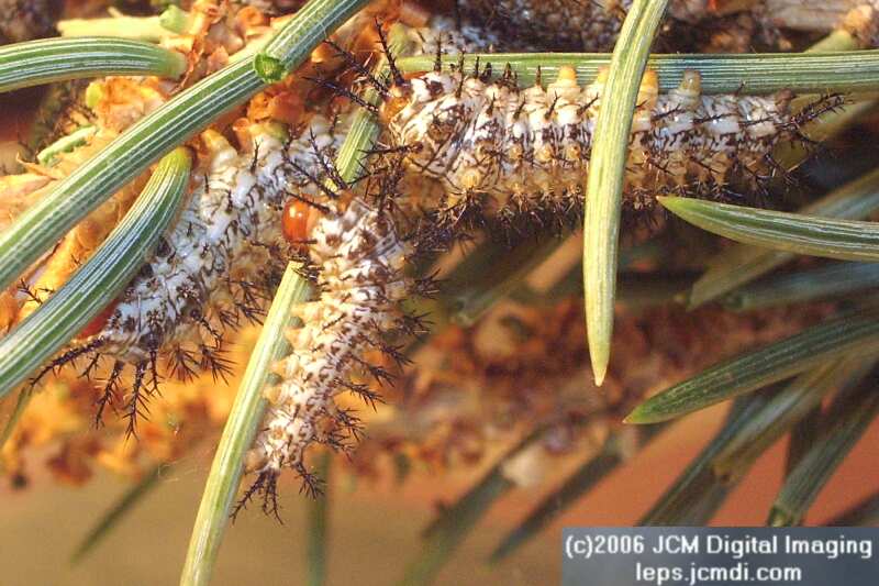 Coloradia velda (Velda Pine Moth) photos and rearing documentary JCMDI.COM