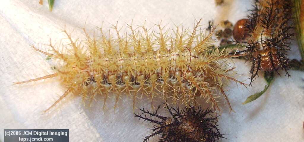 Coloradia velda (Velda Pine Moth) photos and rearing documentary JCMDI.COM