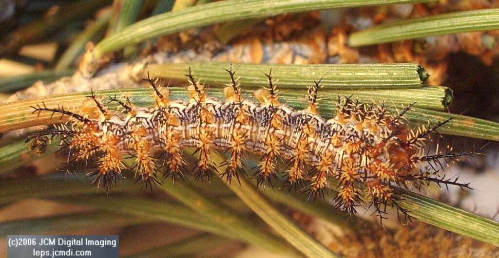 Coloradia velda (Velda Pine Moth) photos and rearing documentary JCMDI.COM