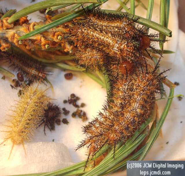 Coloradia velda (Velda Pine Moth) photos and rearing documentary JCMDI.COM