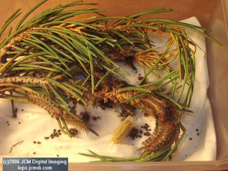 Coloradia velda (Velda Pine Moth) photos and rearing documentary JCMDI.COM