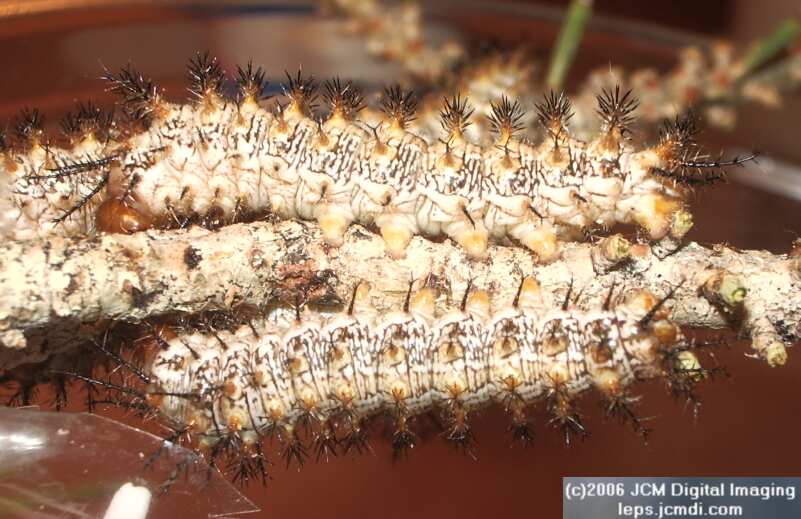 Coloradia velda (Velda Pine Moth) photos and rearing documentary JCMDI.COM