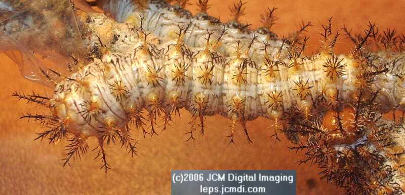 Coloradia velda (Velda Pine Moth) photos and rearing documentary JCMDI.COM