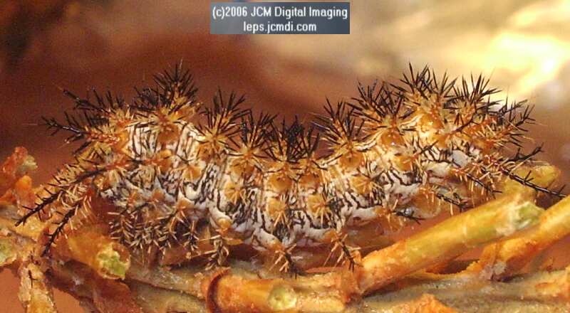 Coloradia velda (Velda Pine Moth) photos and rearing documentary JCMDI.COM