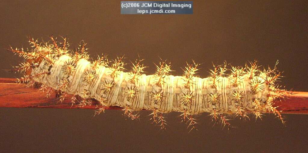 Coloradia velda (Velda Pine Moth) photos and rearing documentary JCMDI.COM