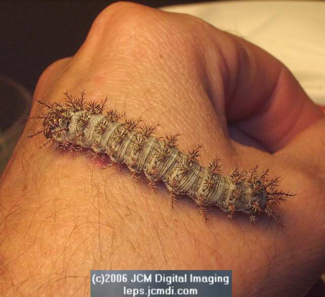 Coloradia velda (Velda Pine Moth) photos and rearing documentary JCMDI.COM