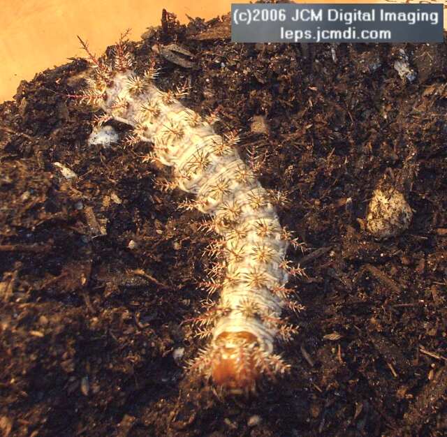 Coloradia velda (Velda Pine Moth) photos and rearing documentary JCMDI.COM