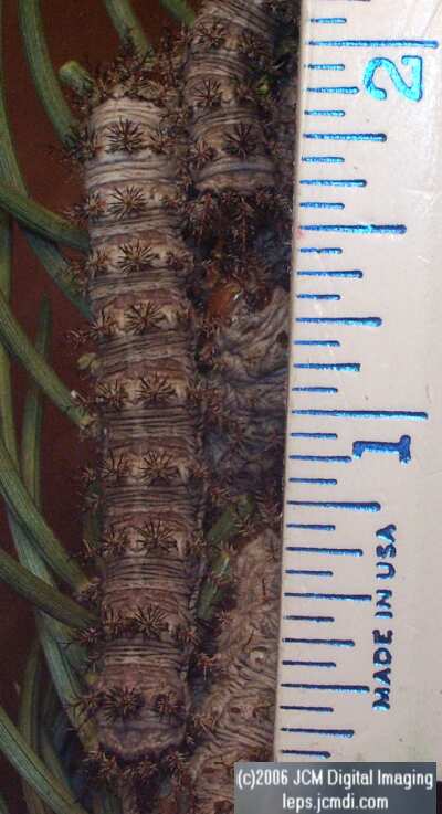 Coloradia velda (Velda Pine Moth) photos and rearing documentary JCMDI.COM