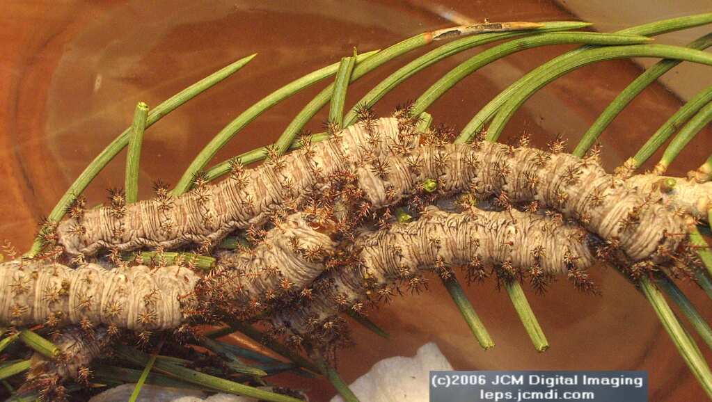 Coloradia velda (Velda Pine Moth) photos and rearing documentary JCMDI.COM