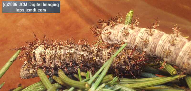 Coloradia velda (Velda Pine Moth) photos and rearing documentary JCMDI.COM