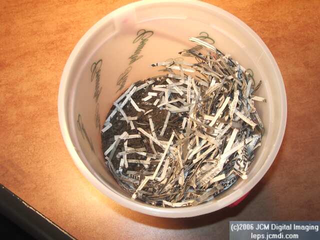 Coloradia velda (Velda Pine Moth) photos and rearing documentary JCMDI.COM