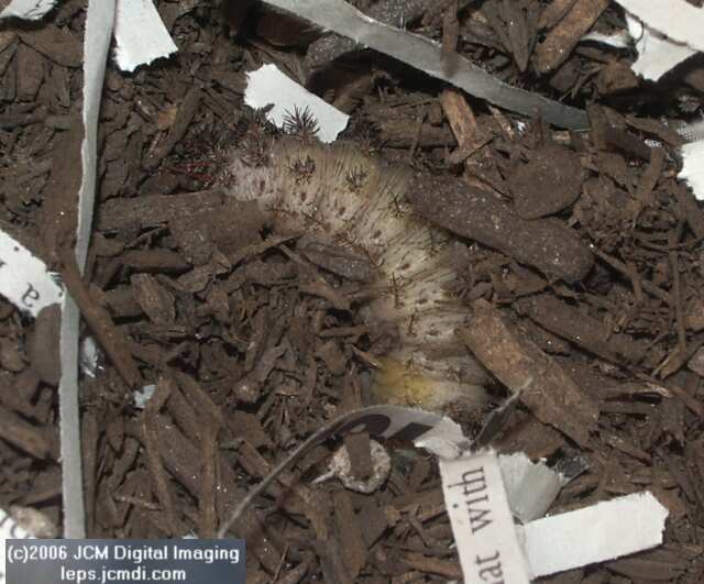 Coloradia velda (Velda Pine Moth) photos and rearing documentary JCMDI.COM