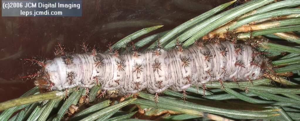 Coloradia velda (Velda Pine Moth) photos and rearing documentary JCMDI.COM