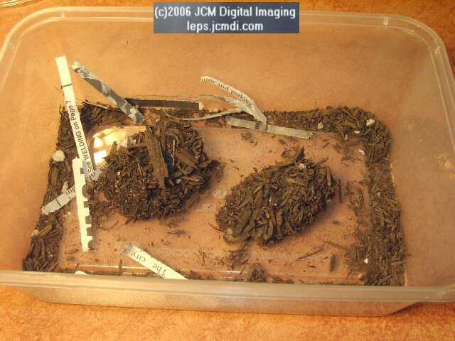 Coloradia velda (Velda Pine Moth) photos and rearing documentary JCMDI.COM