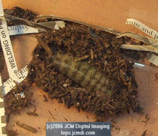 Coloradia velda (Velda Pine Moth) photos and rearing documentary JCMDI.COM