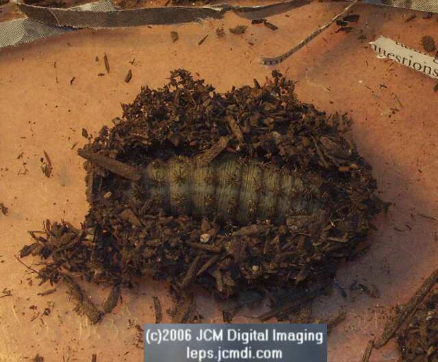 Coloradia velda (Velda Pine Moth) photos and rearing documentary JCMDI.COM