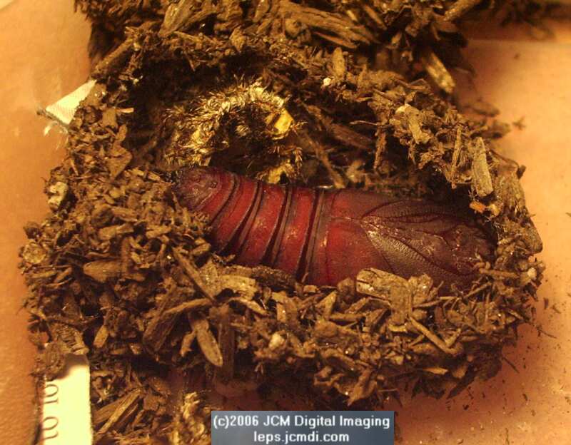 Coloradia velda (Velda Pine Moth) photos and rearing documentary JCMDI.COM