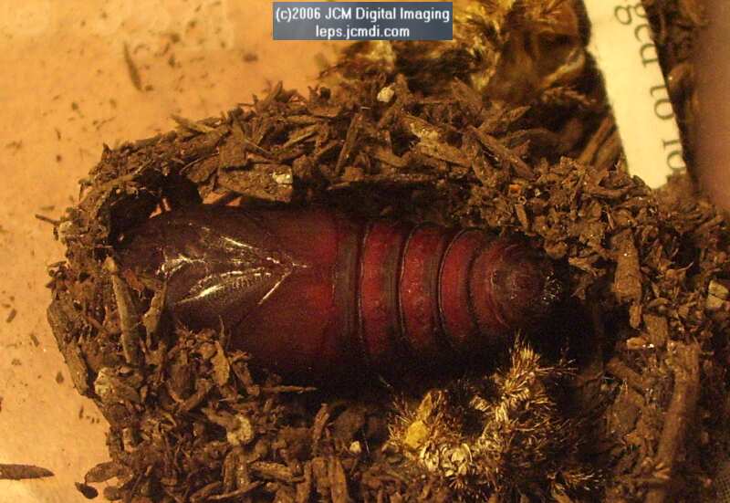 Coloradia velda (Velda Pine Moth) photos and rearing documentary JCMDI.COM