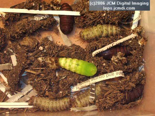 Coloradia velda (Velda Pine Moth) photos and rearing documentary JCMDI.COM