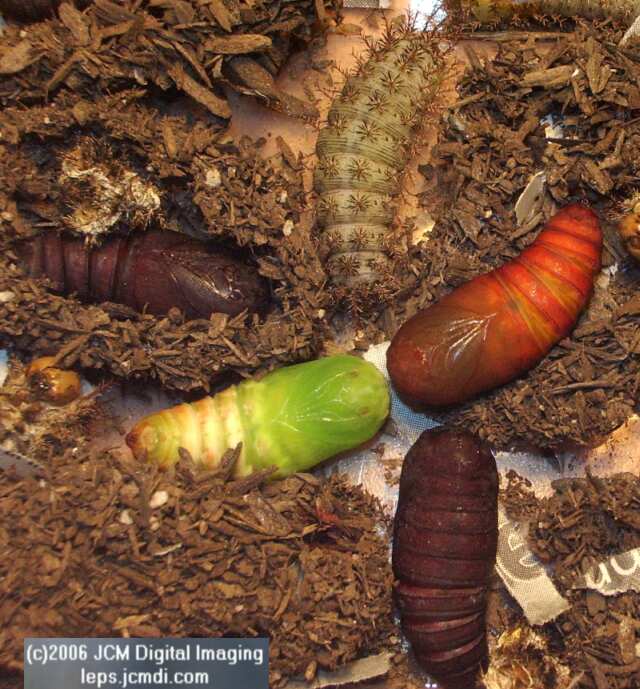 Coloradia velda (Velda Pine Moth) photos and rearing documentary JCMDI.COM
