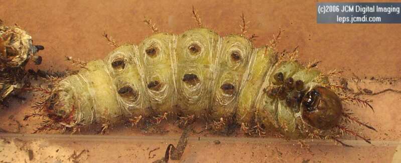 Coloradia velda (Velda Pine Moth) photos and rearing documentary JCMDI.COM