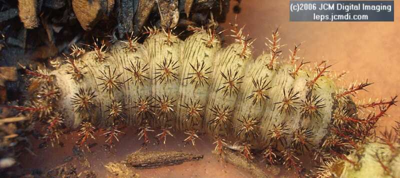 Coloradia velda (Velda Pine Moth) photos and rearing documentary JCMDI.COM