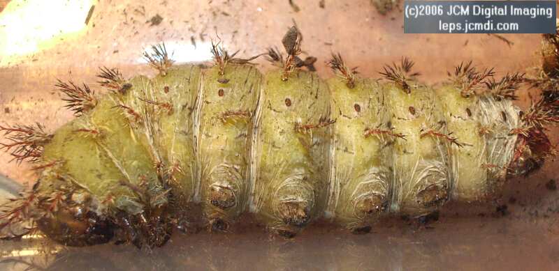 Coloradia velda (Velda Pine Moth) photos and rearing documentary JCMDI.COM