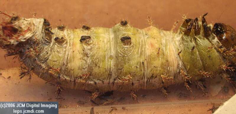 Coloradia velda (Velda Pine Moth) photos and rearing documentary JCMDI.COM